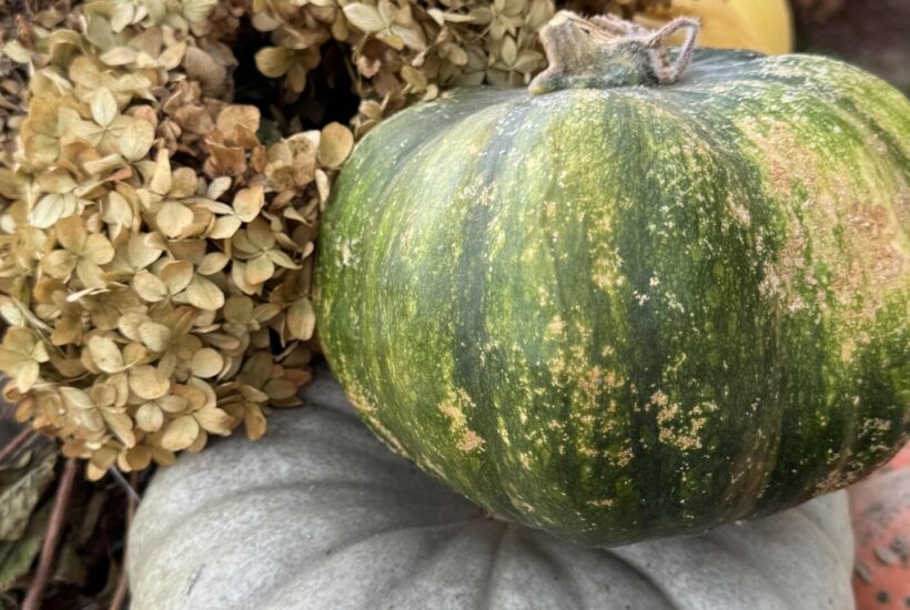 Two stacked heirloom pumpkins next to dried hydrangeas!