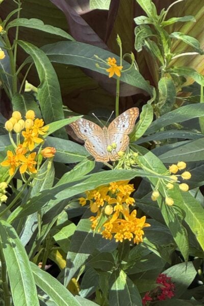 a butterfly on orange flowers