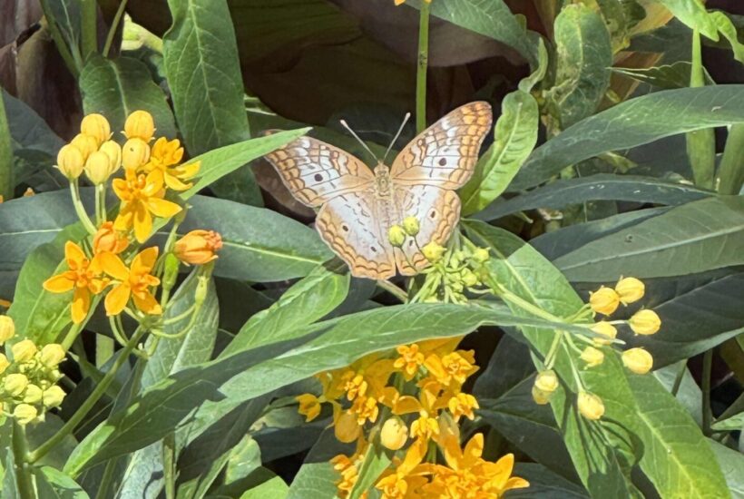 a butterfly on orange flowers