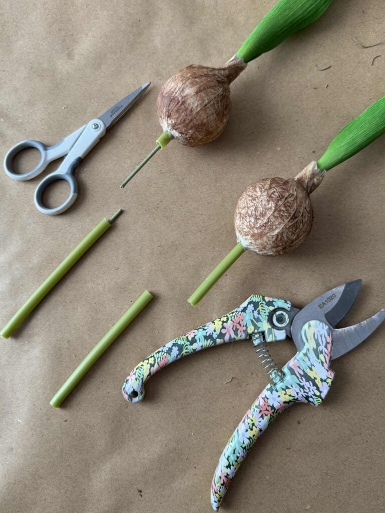 Two cut tulip bulb stems, a small pair of scissors, and a pair of pruners. 