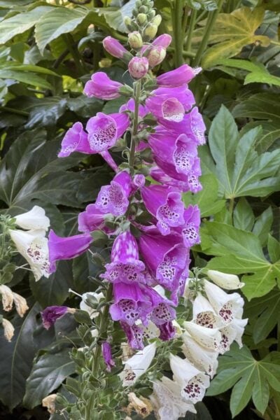 Purple and white spring flowers