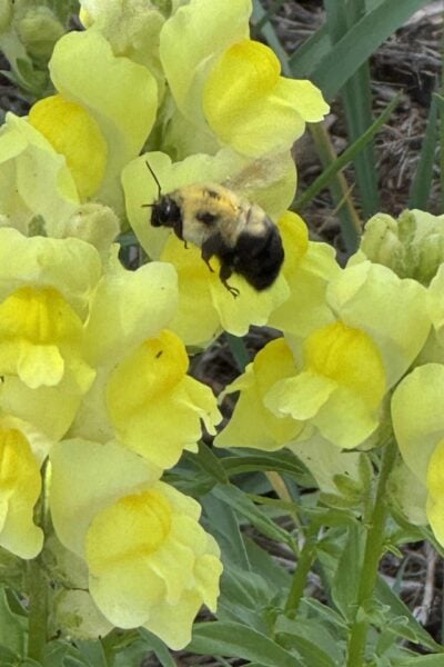 A close-up of a bumblebee hovering near pale yellow snapdragon flowers in a garden, capturing the essence of Seasonal Sentiments May 2026 Rewind, with green leaves and stems visible in the background.