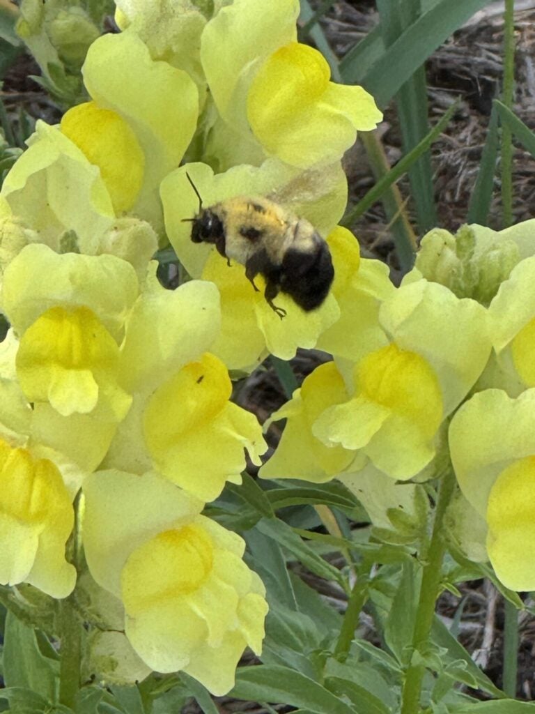 A close-up of a bumblebee hovering near pale yellow snapdragon flowers in a garden, capturing the essence of Seasonal Sentiments May 2026 Rewind, with green leaves and stems visible in the background.
