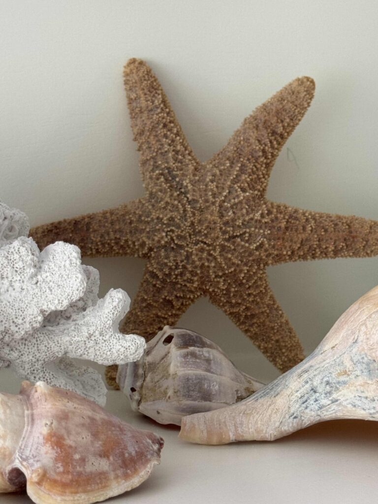 A dried starfish stands upright against a pale background, surrounded by seashells and white coral. This arrangement creates a soft, coastal-themed composition—perfect for adding a touch of Coastal Decor to any space.