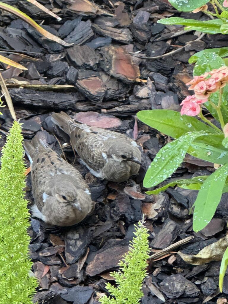 Two small brown birds are standing on dark wood chips next to green plants and pink flowers with water droplets. The scene appears outdoors in a garden.