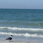 A black-headed seagull stands on the sandy beach near the shoreline, with gentle waves and a blue ocean stretching out under a clear sky.