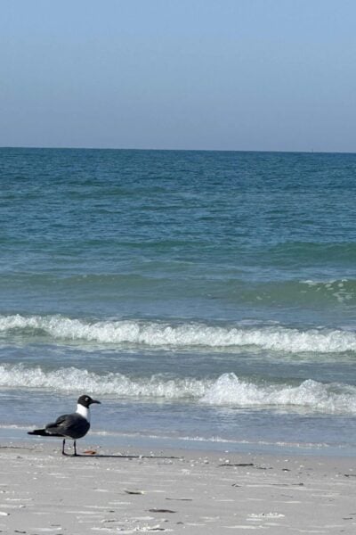 A black-headed seagull stands on the sandy beach near the shoreline, with gentle waves and a blue ocean stretching out under a clear sky.