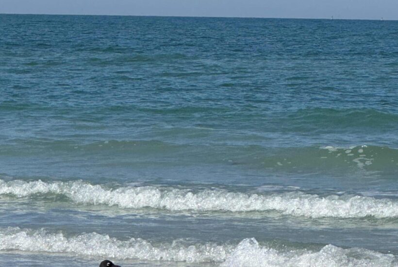 A black-headed seagull stands on the sandy beach near the shoreline, with gentle waves and a blue ocean stretching out under a clear sky.