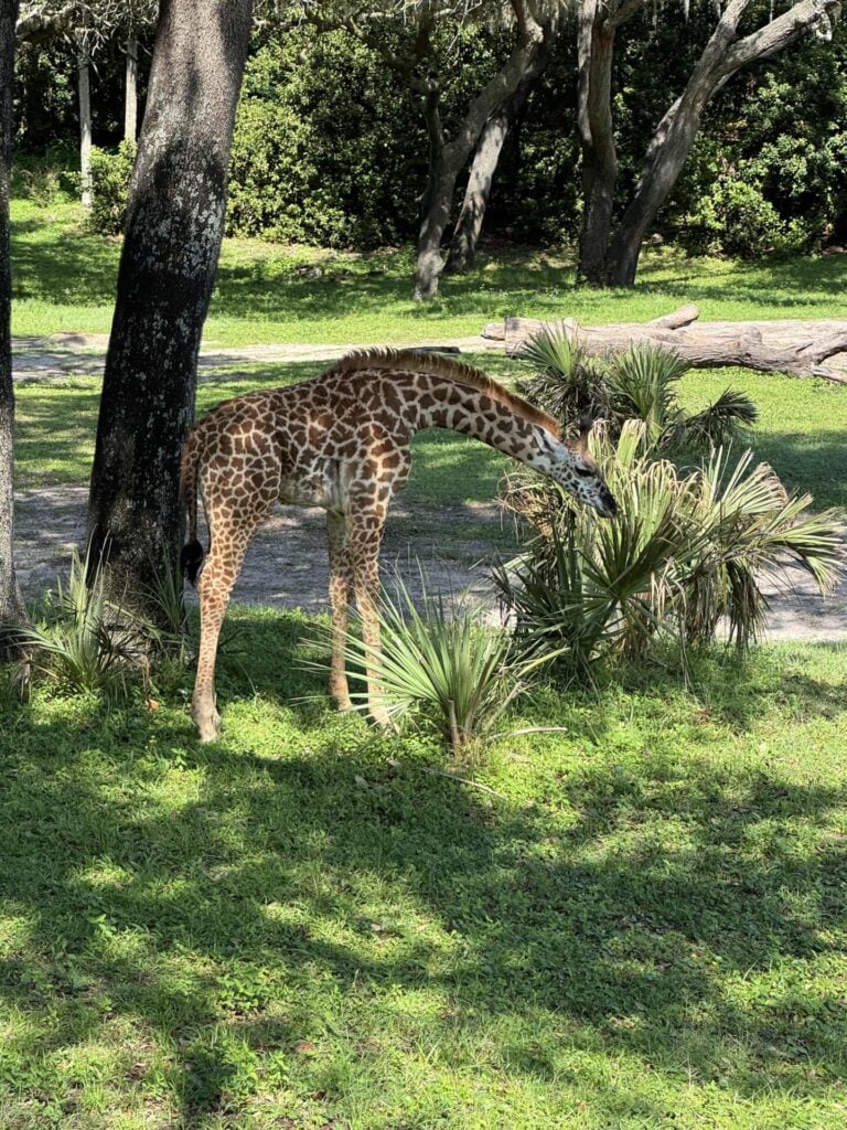 A young giraffe stands in the shade of a tree, bending its long neck to nibble on green leaves from a small bush in a grassy, wooded area.