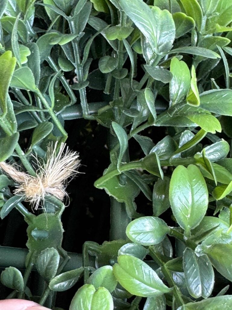 Close-up of dense green leaves with a small open gap in the center. A piece of twine is tied around one leafy stem near the left side of the opening.