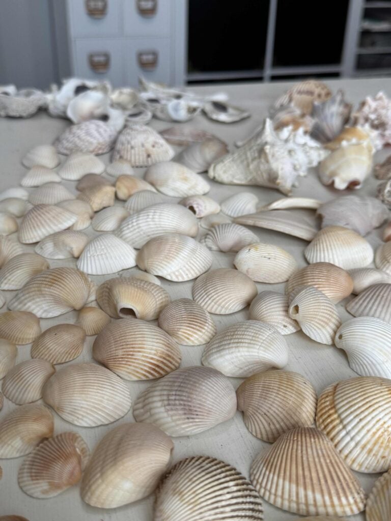 A collection of various seashells, mostly white and beige, arranged on a light-colored surface with storage drawers and black shelves visible in the background.