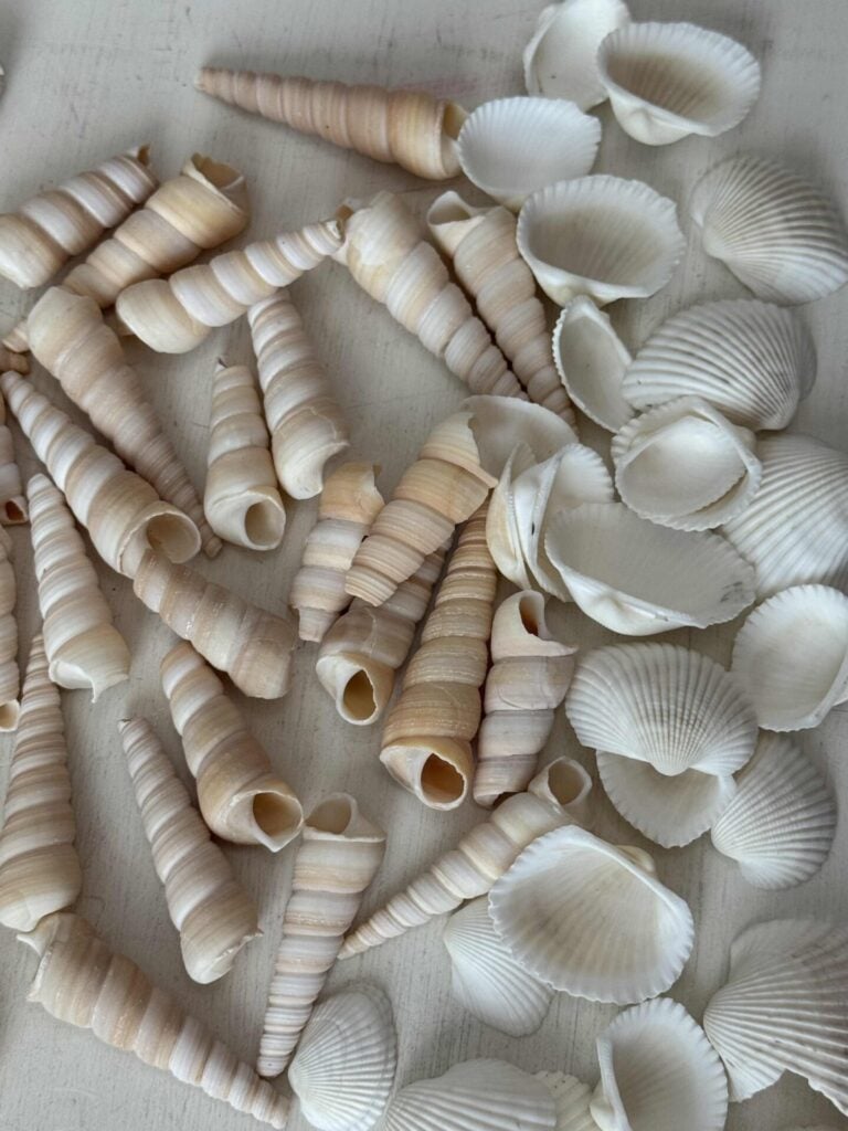 A collection of spiral and fan-shaped seashells in soft beige and white tones scattered on a light surface, perfect for inspiring your next DIY Shell Wreath project.