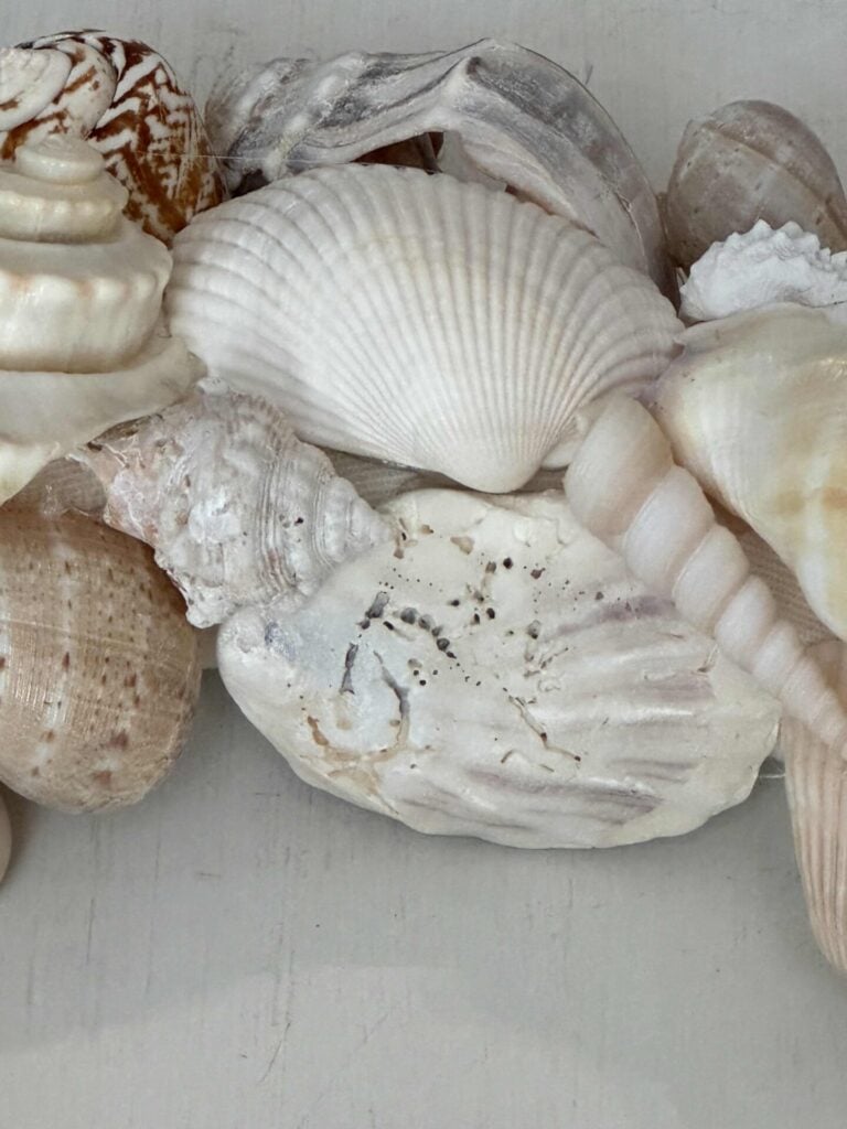 A close-up of various seashells in different shapes, sizes, and shades of white, beige, and brown, arranged closely together on a light surface.