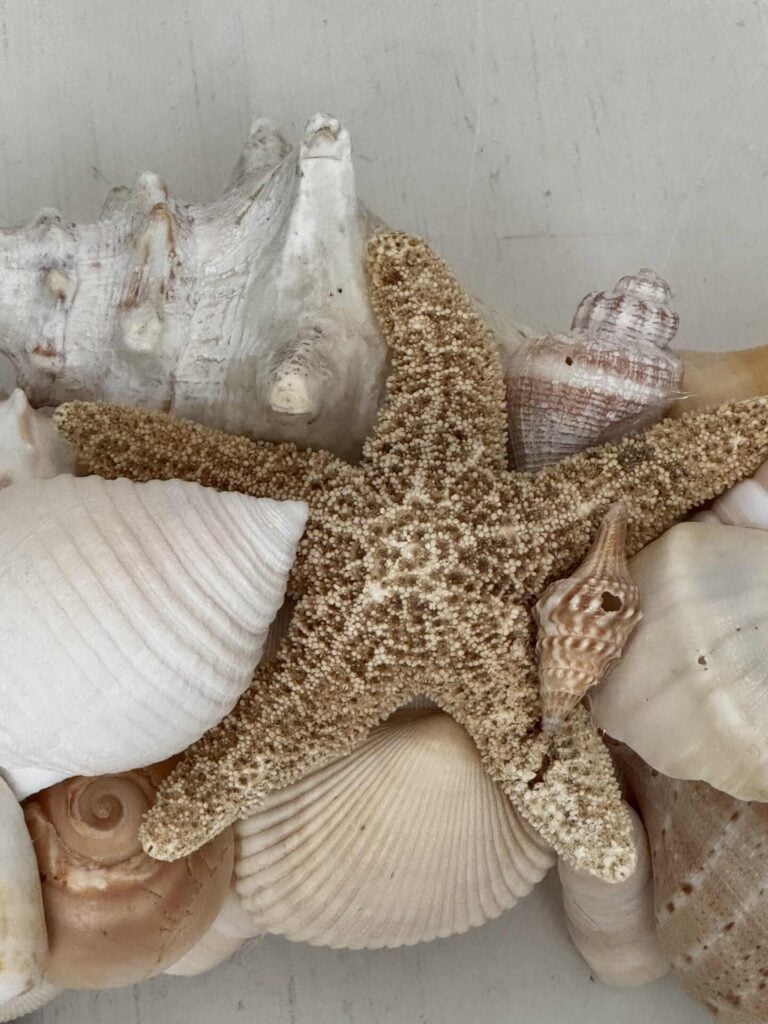A close-up of various seashells and a textured starfish arranged together on a light, neutral surface—with the starfish prominently in the center.