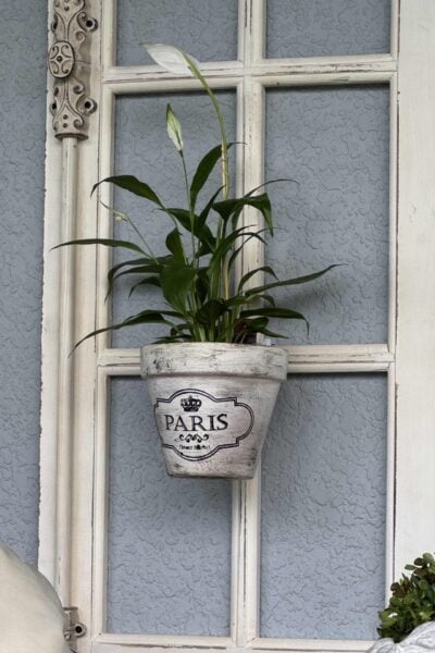 A green plant in a white pot labeled Paris hangs on a vintage white window frame against a textured gray wall.