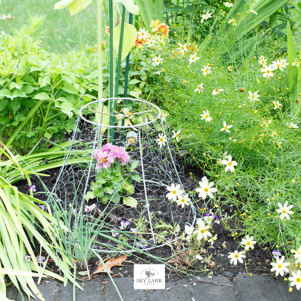 A garden bed with green plants and yellow flowers features a pink flower protected by a wire cage. The ground is covered with soil and leaves, and a Skylark label is visible in the foreground—creating an inviting space for learning How to Hang Flower Pots to further enhance your outdoor display.