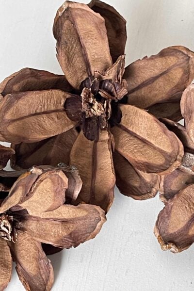 Close-up of dried brown flower petals arranged in a star-like pattern on a light surface, showing detailed textures and lines on the petals.