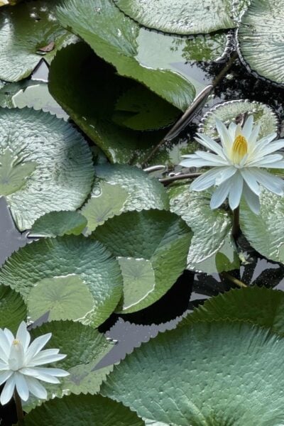 Two white water lilies bloom among large, round green lily pads floating on the surface of a dark pond. Some lily pads have curled edges and droplets of water, capturing the tranquil beauty reflected in Seasonal Sentiments August 2026 Rewind.
