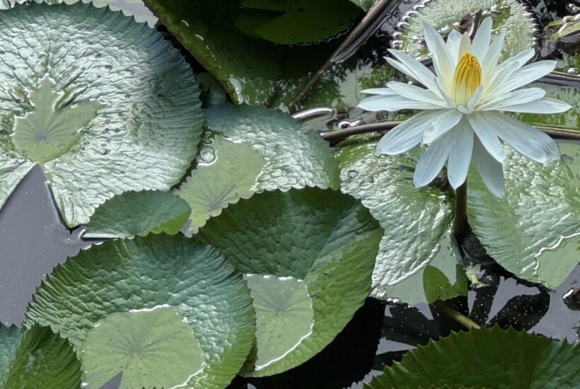 Two white water lilies bloom among large, round green lily pads floating on the surface of a dark pond. Some lily pads have curled edges and droplets of water, capturing the tranquil beauty reflected in Seasonal Sentiments August 2026 Rewind.