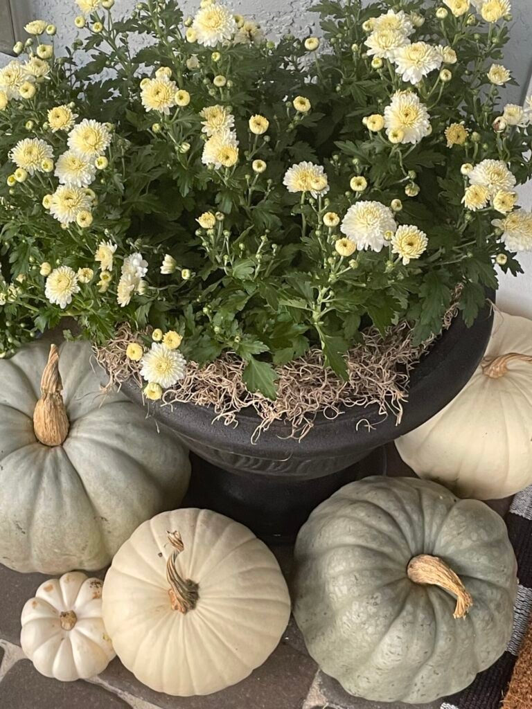 Pale yellow chrysanthemums in a black planter, surrounded by white and pale green pumpkins of varying sizes, displayed on a stone surface—perfect inspiration for DIY fall decor ideas.