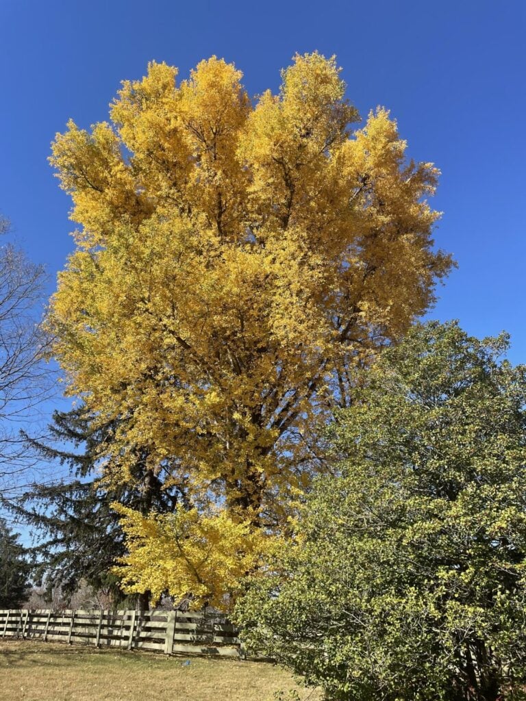 A tall tree with bright yellow autumn leaves stands against a clear blue sky, surrounded by evergreen and green-leaved trees, while a wooden fence lines the background—a picturesque scene that offers wonderful inspiration for DIY fall decor ideas.