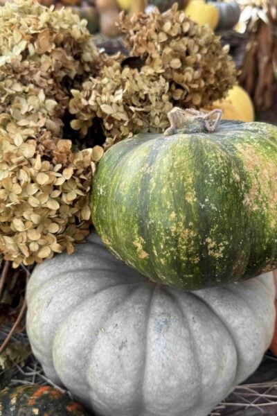 Two pumpkins, one green and one pale gray, are stacked with dried hydrangea flowers nearby. Other autumn gourds are blurred in the background.